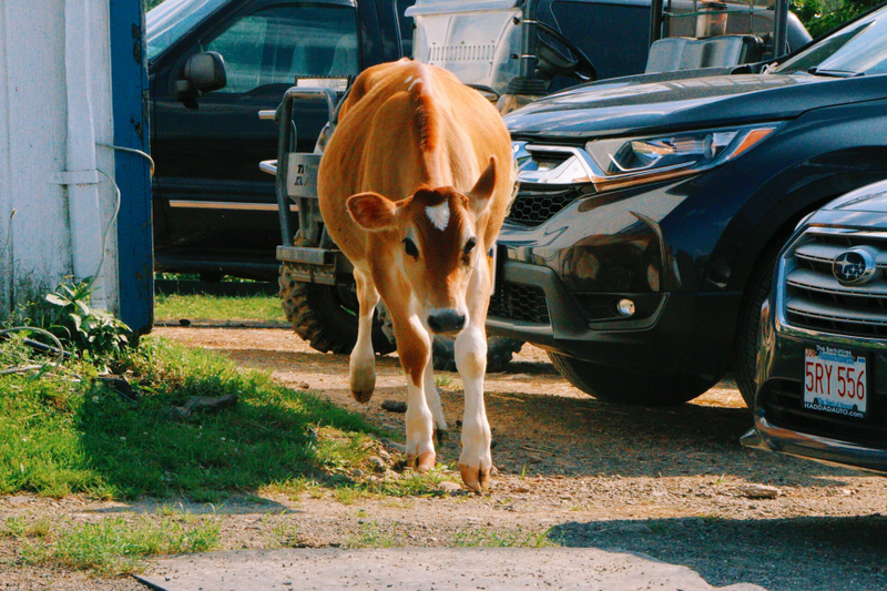 Illustration for article titled Impressions of Crouton, a Moderately Famous Internet Cow
